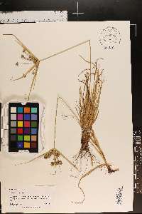 Cyperus croceus image
