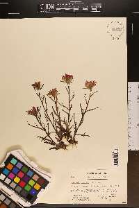 Castilleja coccinea image