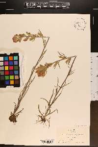 Castilleja coccinea image