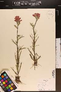 Castilleja coccinea image