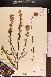 Castilleja coccinea image