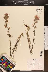 Castilleja coccinea image