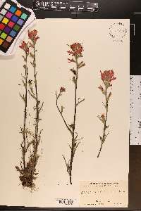 Castilleja coccinea image