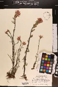 Castilleja coccinea image