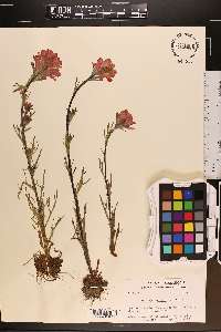 Castilleja coccinea image