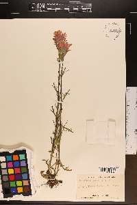 Castilleja coccinea image