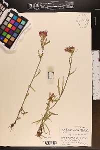 Castilleja coccinea image