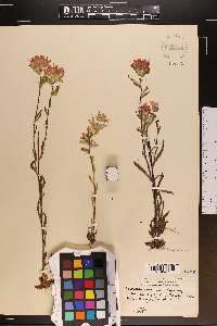 Castilleja coccinea image