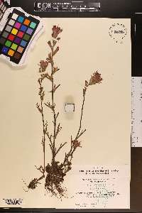 Castilleja coccinea image