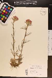 Castilleja coccinea image