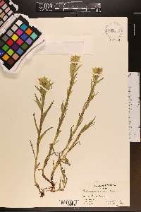 Castilleja cusickii image