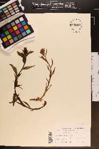Castilleja hispida image