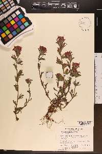 Castilleja hispida image