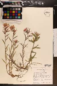 Castilleja hispida image