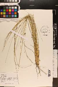 Aristida stricta image