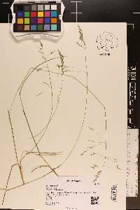 Poa cuspidata image
