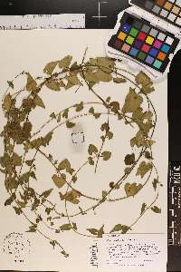 Matelea pubiflora image