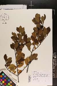 Ilex coriacea image