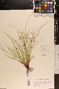 Cyperus hortensis image