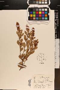 Lyonia fruticosa image