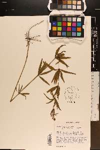 Coreopsis major image