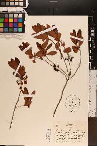 Kalmia hirsuta image