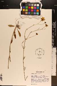 Coreopsis linifolia image