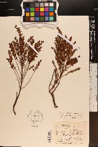 Vaccinium myrsinites image