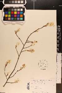 Amelanchier obovalis image