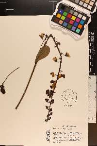 Crotalaria spectabilis image