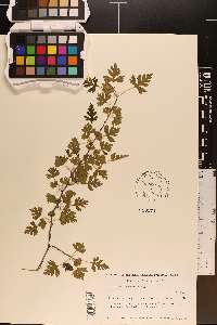 Crataegus marshallii image