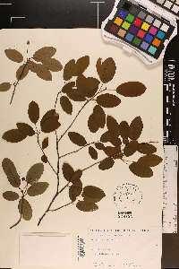 Amelanchier obovalis image