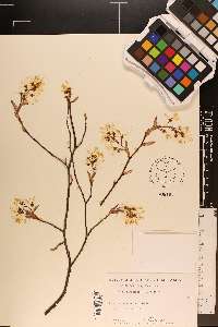 Amelanchier canadensis image