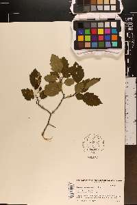 Crataegus phaenopyrum image