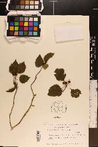 Crataegus flabellata image