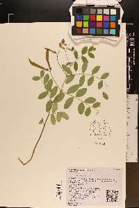 Lathyrus venosus image