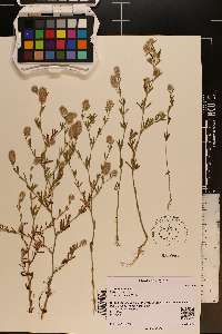 Trifolium arvense image