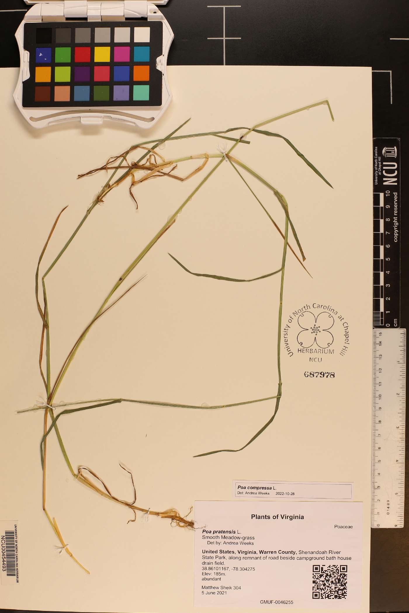 Festuca compressa image