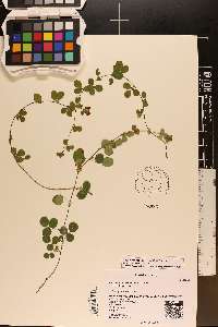 Lespedeza procumbens image