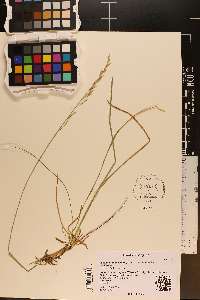 Lolium arundinaceum image