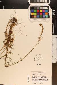 Cuscuta harperi image