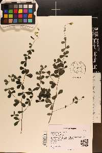 Baptisia tinctoria image