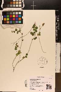 Lespedeza procumbens image