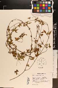 Ipomoea trichocarpa image