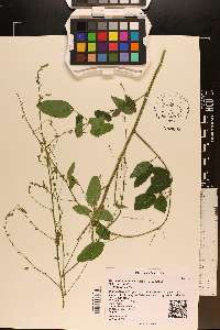 Desmodium nuttallii image