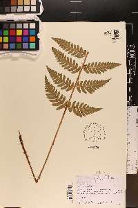 Dryopteris celsa image