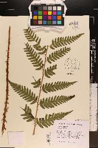 Dryopteris x leedsii image