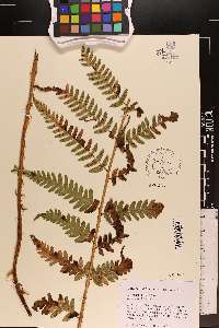 Dryopteris x leedsii image