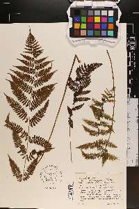 Athyrium filix-femina var. asplenioides image