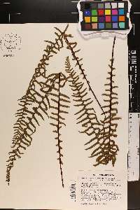 Asplenium platyneuron var. bacculum-rubrum image
